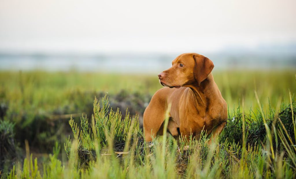 16 Questions About Ticks on Dogs, Answered